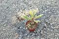 Variegated Crown of Thorns Euphorbia milii - 3 in Pot Live Plant