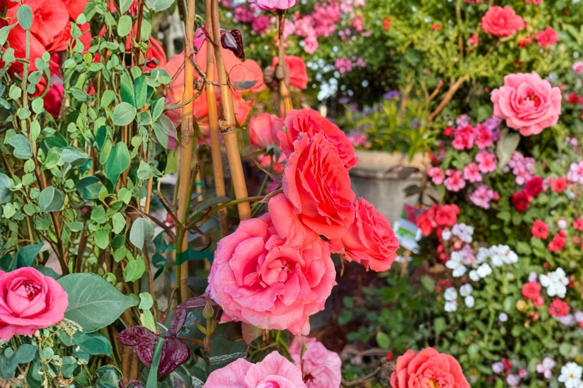 Climbing America Rose – 5 Gal Live Plant Salmon Pink Climbing Rose for Trellis