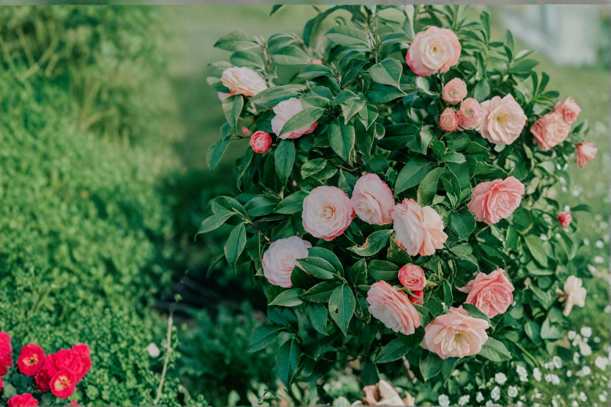 Grace Albritton Camellia Camellia japonica Pink Starter Plant - Rooted, Evergreen