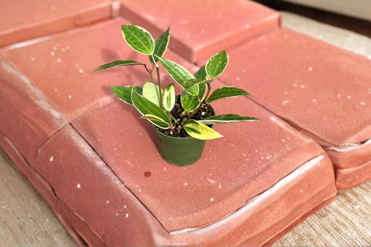 Hoya Macrophylla Variegated - Rooted 4-Inch Live Plant