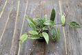 Hoya Latifolia Rangsan Splash 4 Inch Live Plant - Rare Splash Hoya Trailing