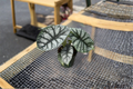 Alocasia Silver Dragon (Alocasia baginda ‘Silver Dragon’) - 4in Growers Pot, Healthy Rooted Starter Plant