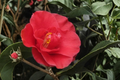 Japanese Camellia Greensboro Red (3 Gallon) - Evergreen Flowering Shrub