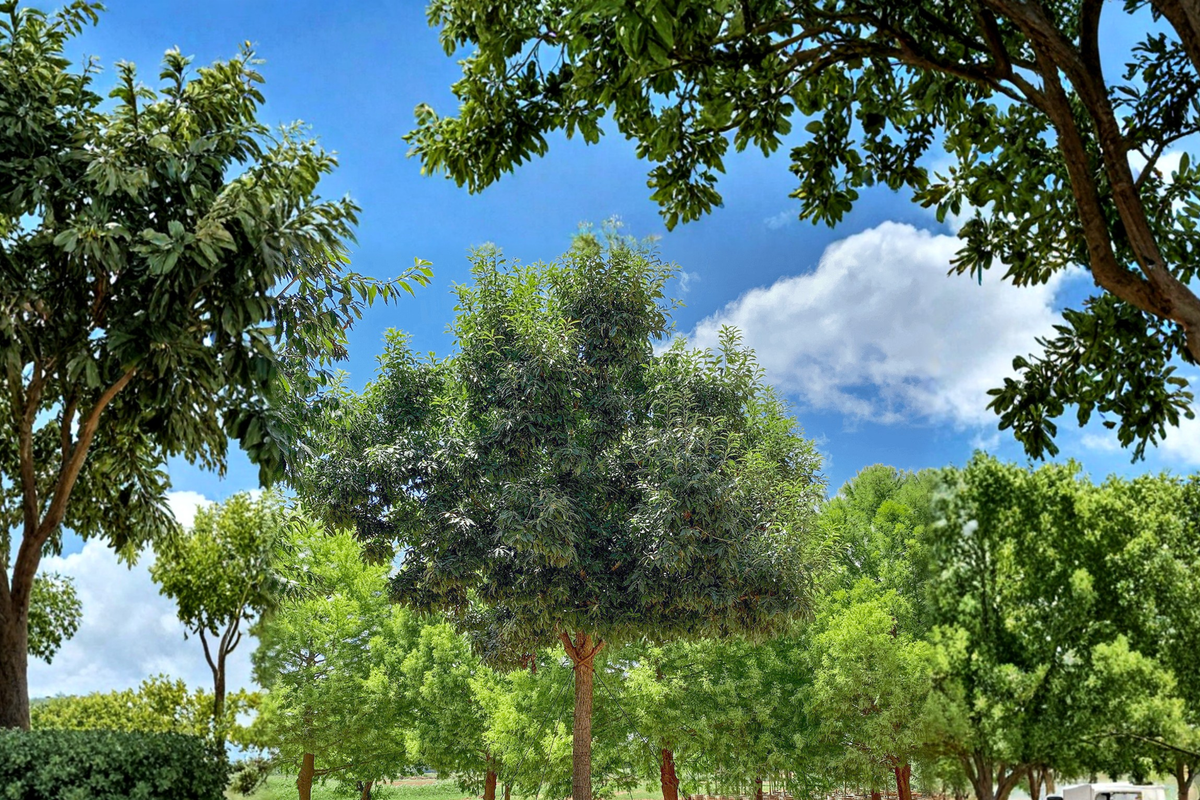 Chinquapin Oak Tree (Quercus muehlenbergii) 4-6 Ft Live Plant
