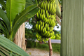Dwarf Cavendish Banana Tree – Musa acuminata, 2 ft Tall Live Plant