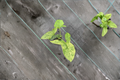 Syngonium Mojito Live Plant - Variegated Arrowhead Starter Plant