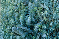 Fresh Eucalyptus Shower Bundle - 4 Stems, ~14"