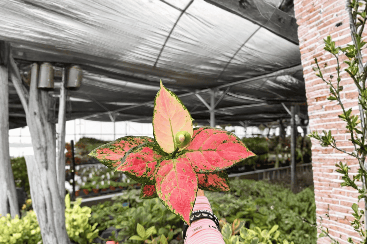Aglaonema Geely Red Live Plant Duo | 4-Inch Pot, Exact Plants