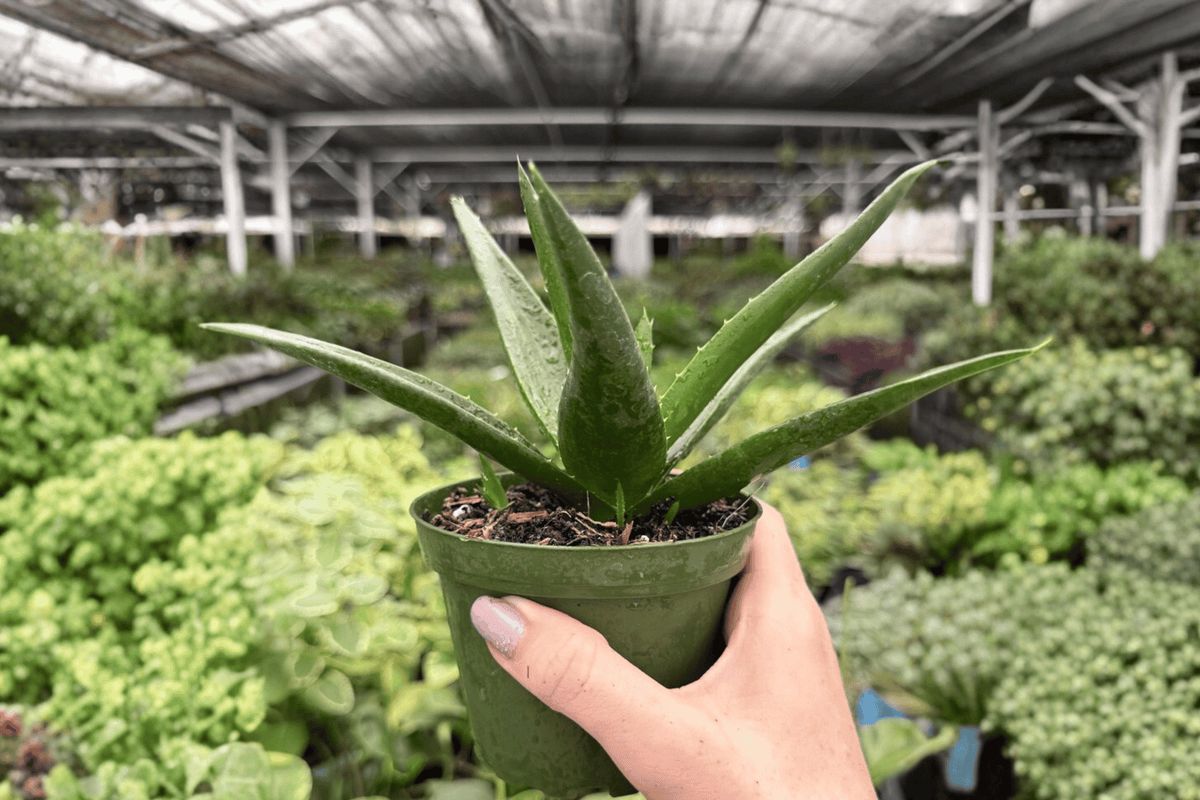 Aloe Black Gem - 2 Exact Live Plants in 4-Inch Bare Root Potless