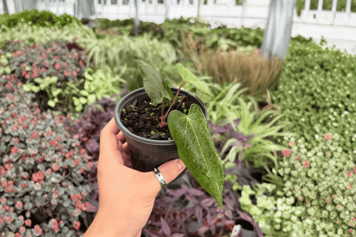 Anthurium Goliath x Dark Mama Hybrid - 2 Live 4-Inch Potted Plants