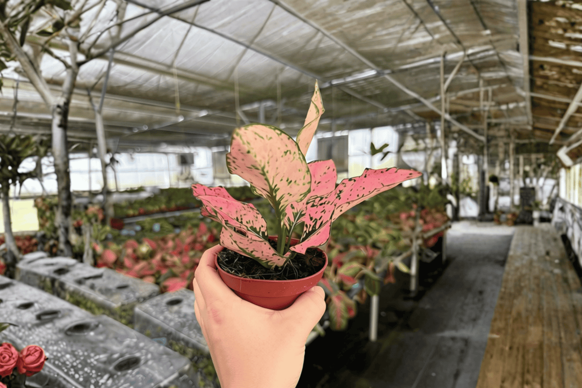 Aglaonema Light Pink Triphet - 2 Live Plants in 4" Pot (Unconfirmed Pot shipping)