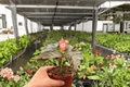 Begonia Harmony’s Dark Horse - 2 Exact Live Plants, 4-Inch Bare Root