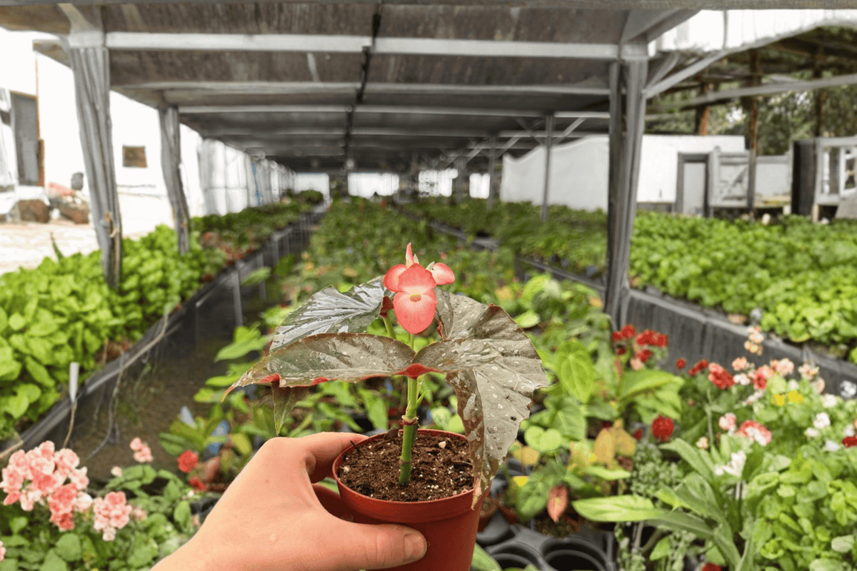 Begonia Harmony’s Dark Horse - 2 Exact Live Plants, 4-Inch Bare Root