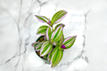 Tradescantia Nanouk Bubblegum Plant - 3-Inch Pot Live Indoor Houseplant