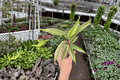Cordyline 'Chocolate Queen' Starter Plants – 2 Bare Root Cordyline fruticosa