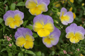 Halo Lemon Frost Horned Violet Viola cornuta - 4-Inch Live Plant