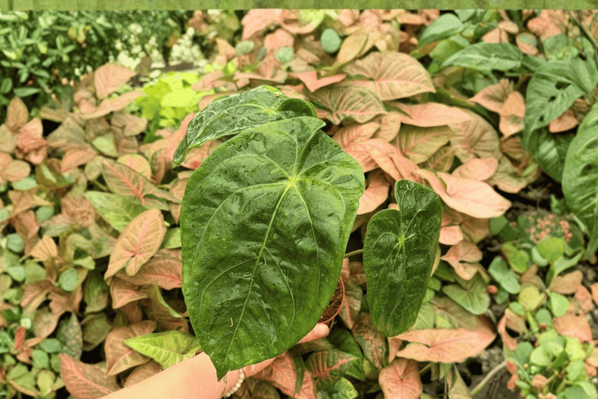 Anthurium Papi x Hulk 2 Live Plants in 4-Inch Pots - Exact Photos