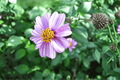 Bidens ferulifolia 'Pretty in Pink' Beggarticks - 4-inch Pot, 1 Live Plant