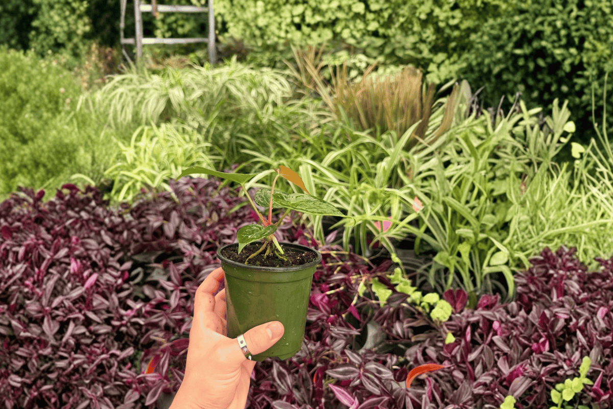 Anthurium Papillilaminum × Dressleri – 2 Live 4" Plants (Exact Plants Pictured)