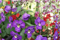 Alonia Big Indigo Summer Snapdragon Angelonia angustifolia 4-Inch Pot