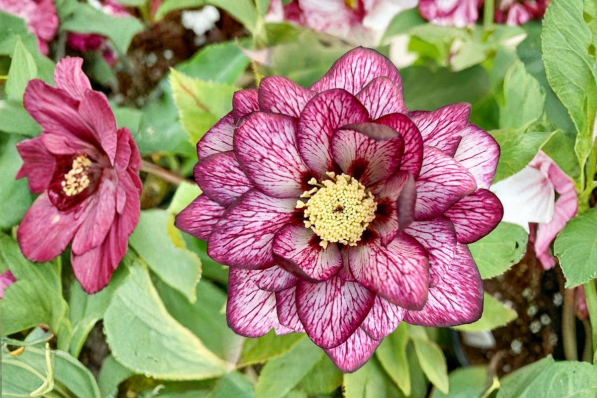 Hellebore Whirlwind Romance (Helleborus x hybridus) Gal-Size - Wedding Party Series