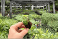 Seed-Grown Anthurium Crystallinum x Magnificum Starter Plants (2) - Plug
