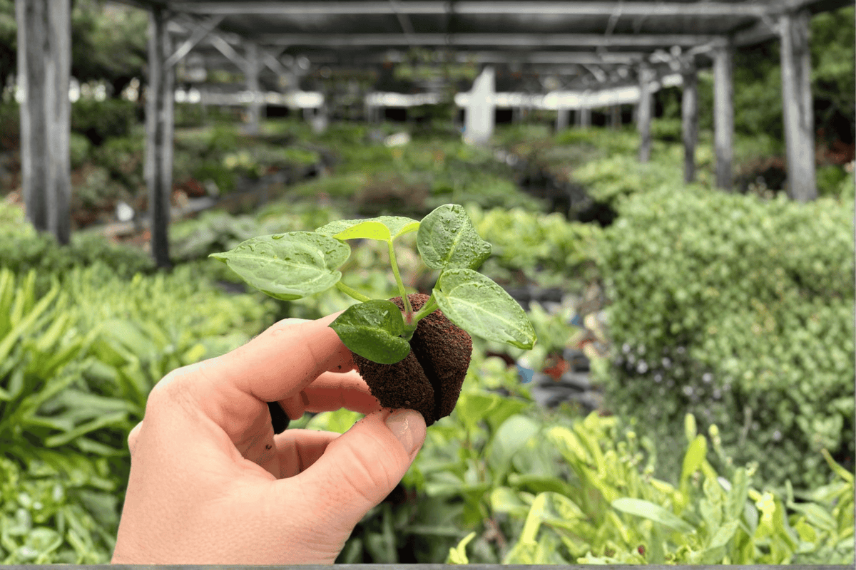 Seed-Grown Anthurium Crystallinum x Magnificum Starter Plants (2) - Plug