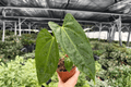 Anthurium Hoffmannii x Red Gunsal Live Plants - 4-Inch Pot (2-Pack) Exact Specimens