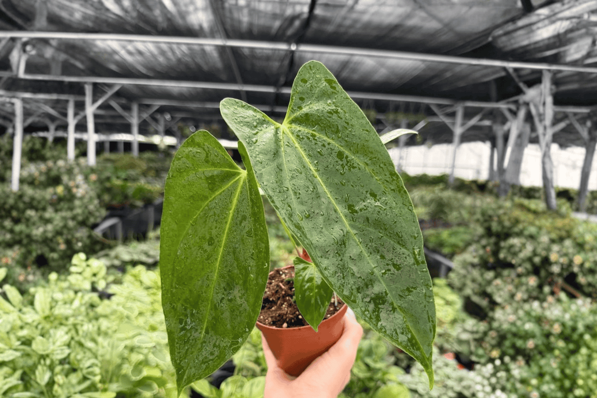 Anthurium Hoffmannii x Red Gunsal Live Plants - 4-Inch Pot (2-Pack) Exact Specimens