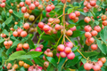 Pink Lemonade Blueberry Seeds - 30 Seeds | Dwarf, Pink Fruit, Indoor/Outdoor