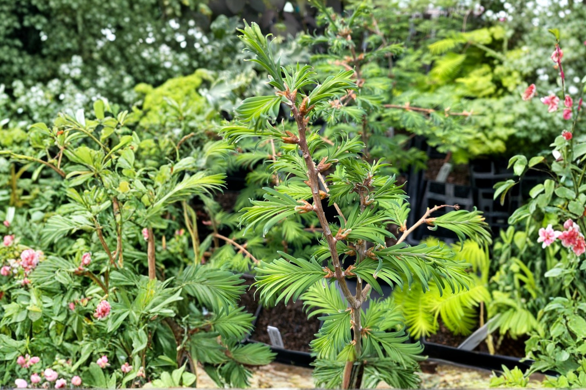 Hamlet’s Broom Dawn Redwood - 8” 1-Year Graft Live Plant
