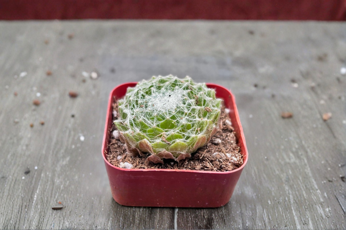 Cobweb Sempervivum (Cobweb Houseleek) - 2 Inch Pot Live Succulent