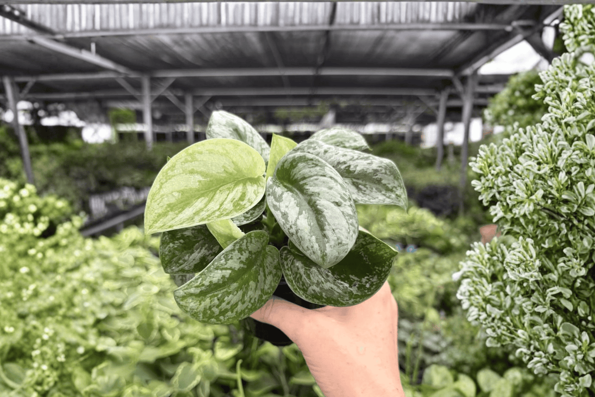 Scindapsus Silver Satin Live Plants – 2 (4" Pot)