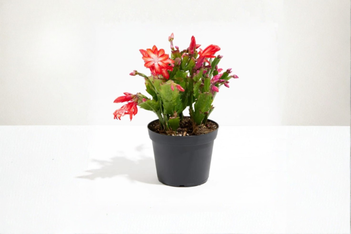 Christmas Cactus Live Plant – Holiday Cactus in 4-Inch Pot with Bloom Buds