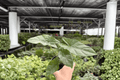 Alocasia Corazon Live Plants - 2 Exact Plants in 4-Inch Pots