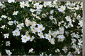 Honorine Jobert Anemone - White Windflower Live Starter Plants, 3 Rooted in 1 Qt Pots