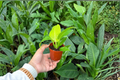 Philodendron Moonlight Starter Plants (2) – Bare Root in 2-Inch Pots