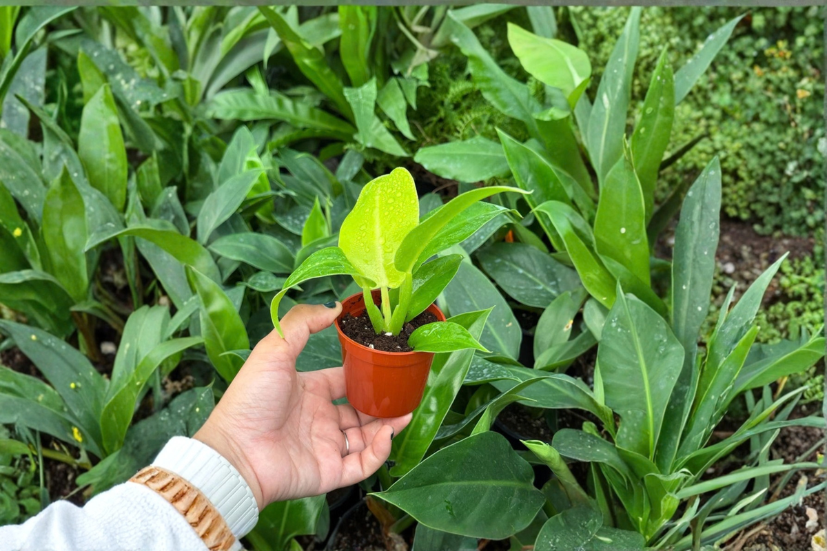 Philodendron Moonlight Starter Plants (2) – Bare Root in 2-Inch Pots