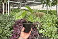 Alocasia Corazon Live Plants - 2 Exact 4-Inch Pots | Alocasia Corazon