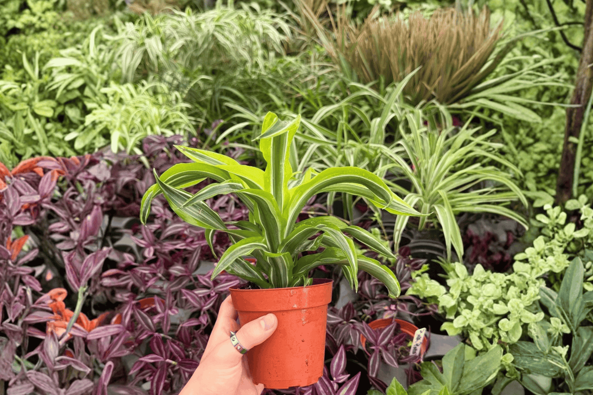 Dracaena Lemon Lime Surprise – 2 Live Plants, Exact Specimens (4" Pot)
