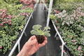 RS Ariel African Violet Starter Plants (2) - 2-Inch Pots • Rosette Forming