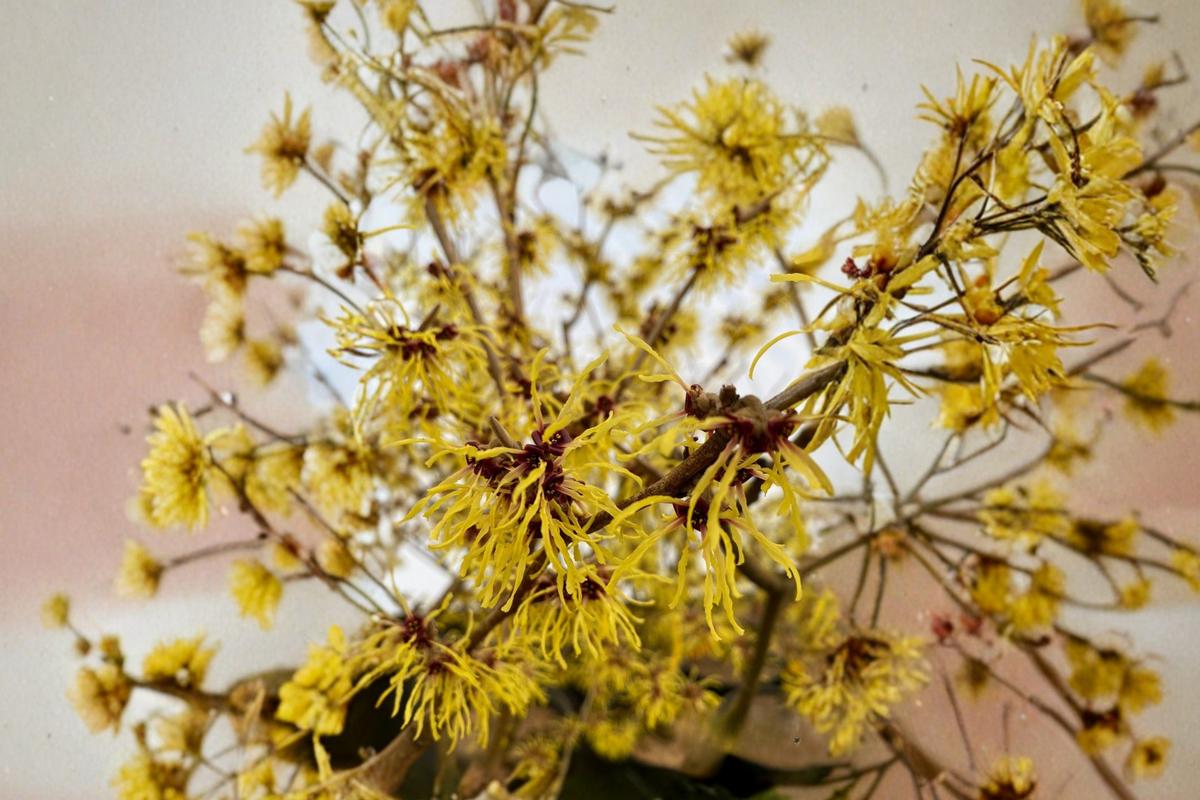 Witch Hazel Swallow Hayes Bare Root Live Plant, 12" – Hamamelis × intermedia