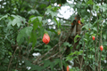 Cristina Flowering Maple Abutilon × hybridum ‘Cristina’ – 1 Gallon Live Plant
