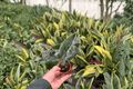 Alocasia Dragon’s Tooth (Alocasia longiloba) – 2 Live Starter Plants, Bare Root