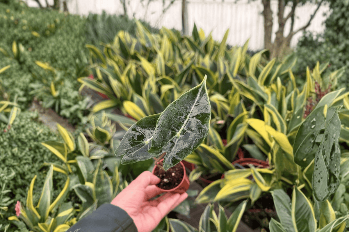 Alocasia Dragon’s Tooth (Alocasia longiloba) – 2 Live Starter Plants, Bare Root