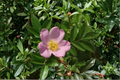 Pasture Rose Rosa carolina Live Plant - 2 Gallon Pot, Pink Blooms, Hardy Native Shrub