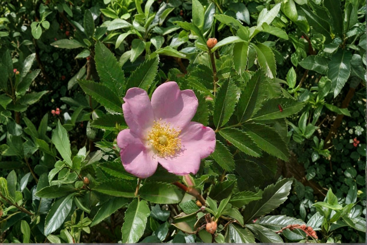 Pasture Rose Rosa carolina Live Plant - 2 Gallon Pot, Pink Blooms, Hardy Native Shrub