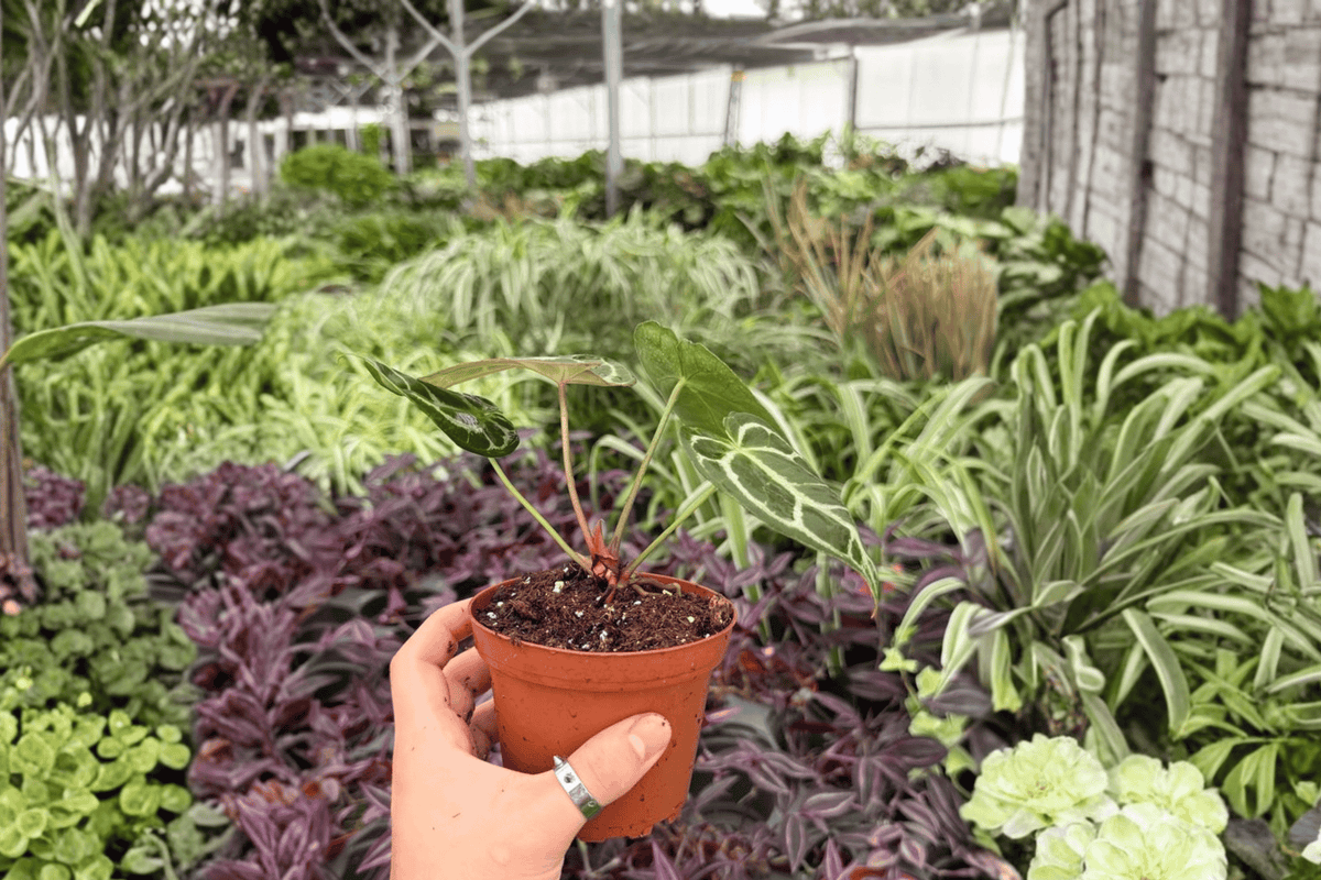 Anthurium Hoffmannii x Green Mamba - 2 Live 4-Inch Pots (Potted) – Ornamental Foliage Hybrid