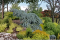 The Blues Colorado Blue Spruce - Weeping Picea pungens 10 Inch Live Plant, 1 Gallon