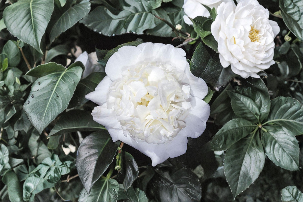 Japanese Camellia Fifth Avenue (3 Gal) - Evergreen Pink-White Flowering Shrub